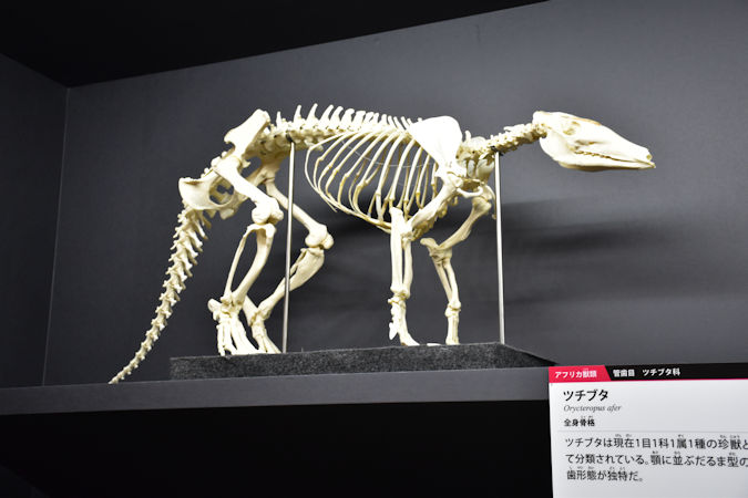 頭骨標本 珍獣パームシベット